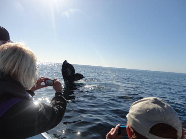  Whale watching 